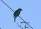 Black-winged-cuckooshrike.jpg