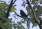 Grey-winged-blackbird.jpg