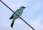 Verditer-flycatcher-4.jpg