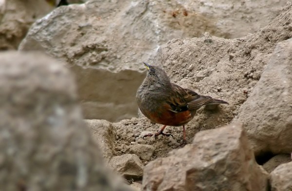 Alpine-accentor-2.jpg