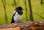 Black-billed-magpie-7.jpg