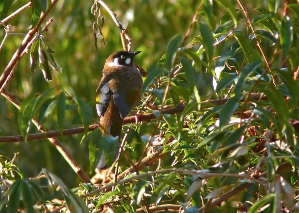 Black-faced-laughingthrush-2.jpg