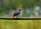 Grey-bushchat.jpg