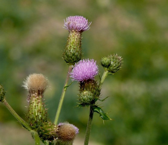 Caucasian-cotton-thistle.JPG