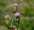 Caucasian-cotton-thistle.JPG