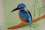 Blue-eared-Kingfisher.JPG